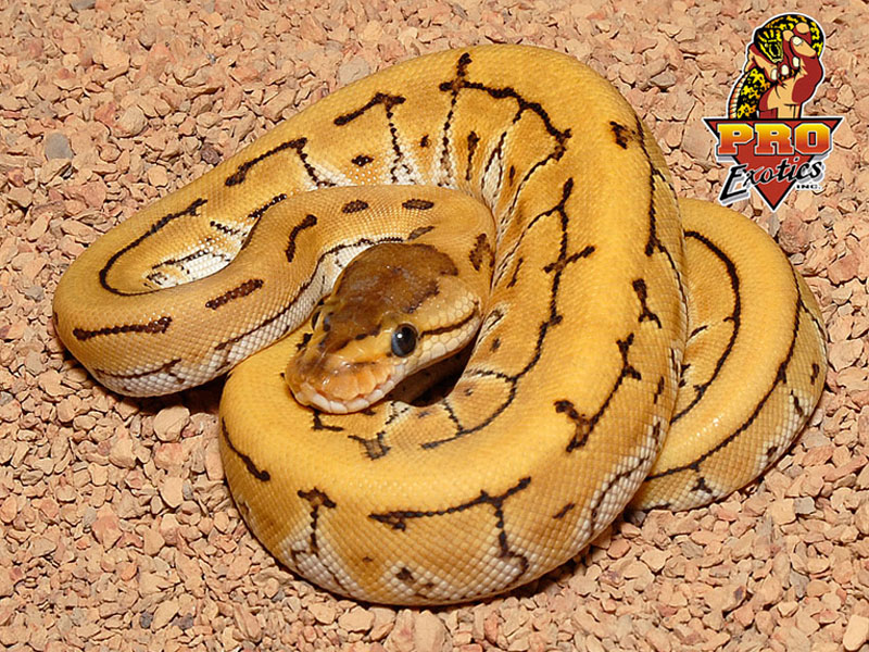 Desert Enchi Pinstripe