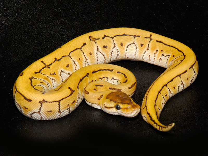 Desert Enchi Pinstripe