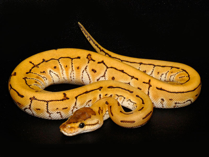 Desert Enchi Pinstripe