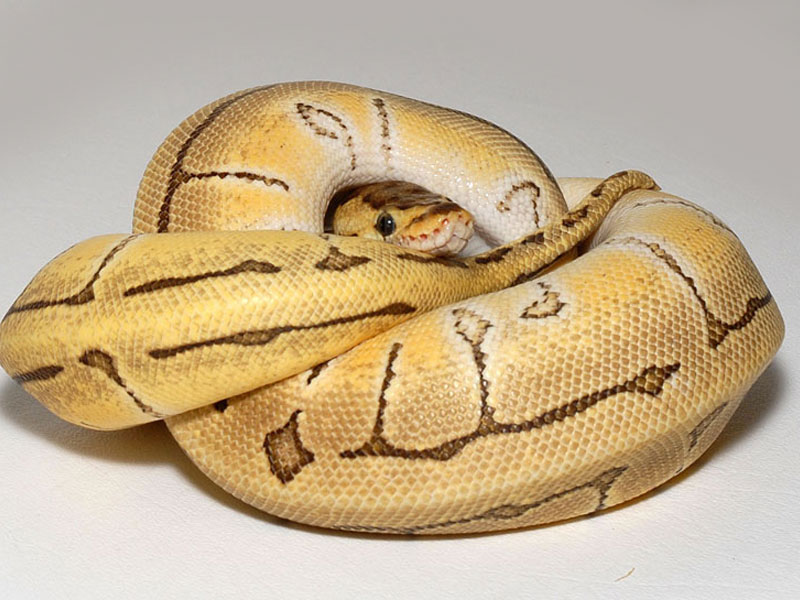 Desert Enchi Pinstripe