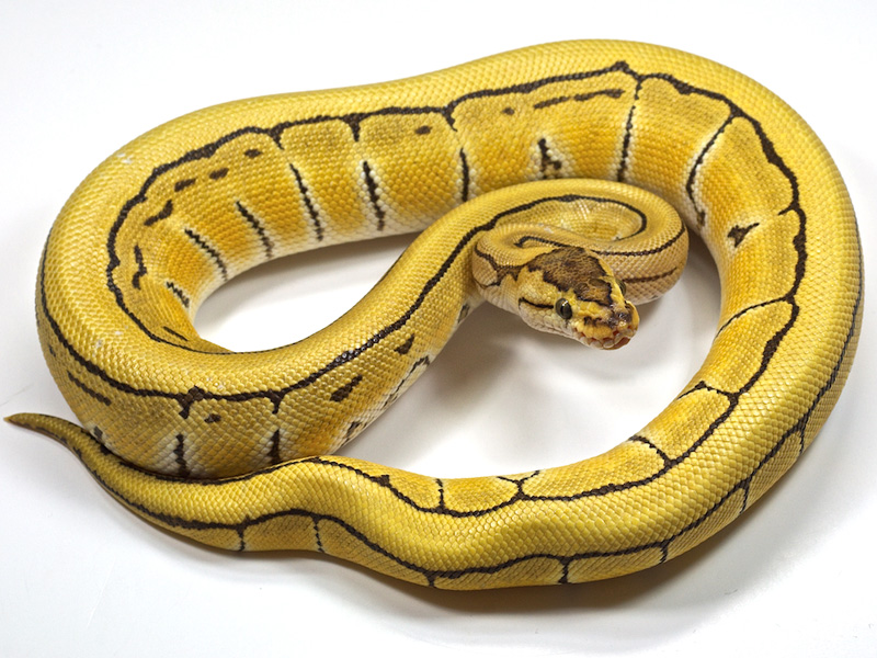 Desert Enchi Pinstripe