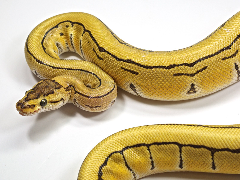 Desert Enchi Pinstripe