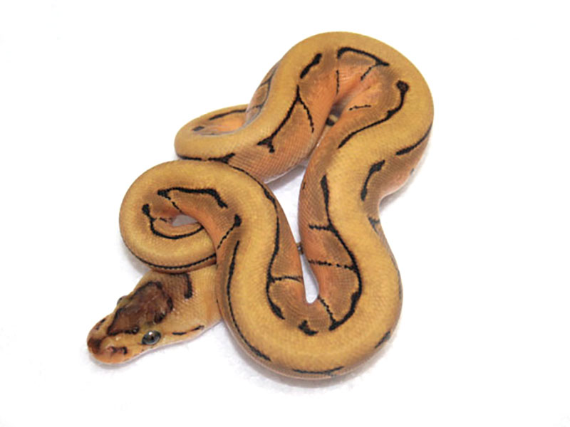 Desert Enchi Pinstripe