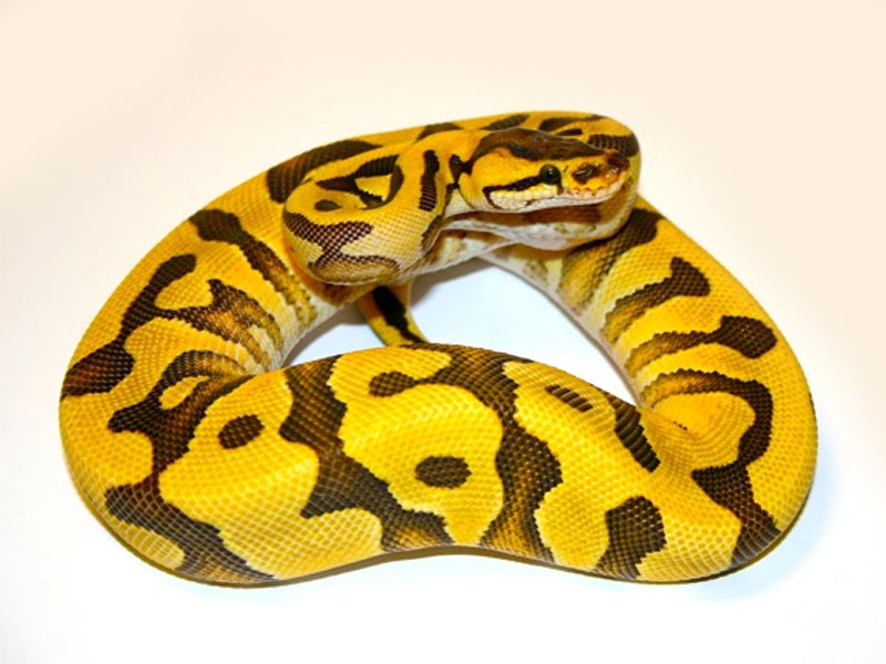Tiger Yellow Belly