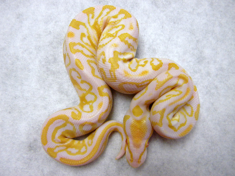 Trick Albino