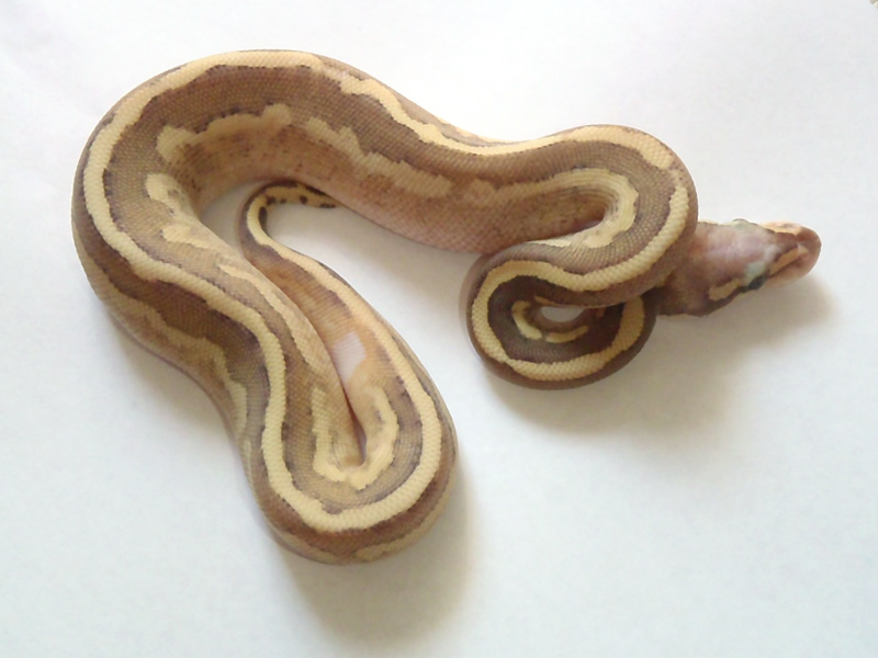 Vanilla Cream Mojave