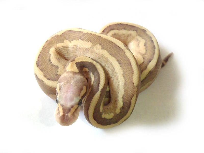 Vanilla Cream Mojave