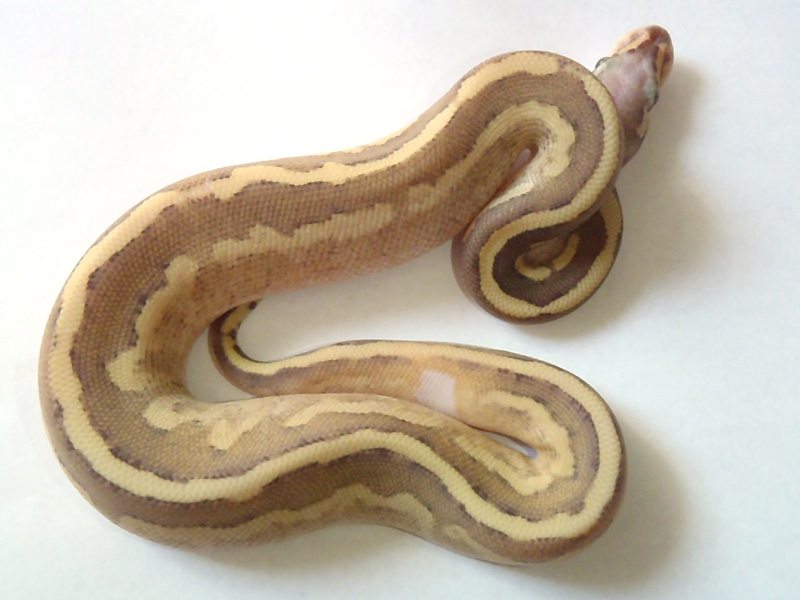 Vanilla Cream Mojave