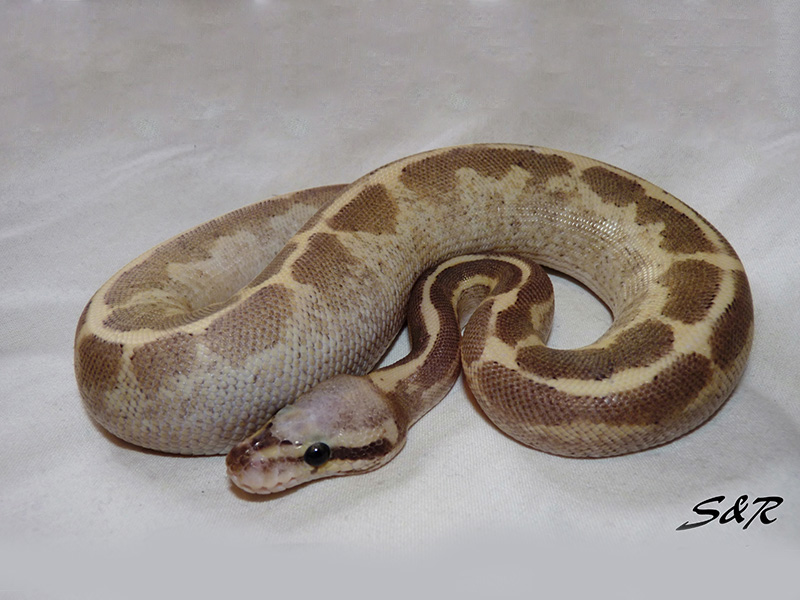 Vanilla Cream Mojave