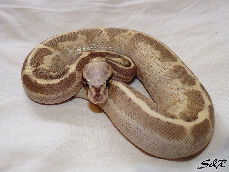 Vanilla Cream Mojave