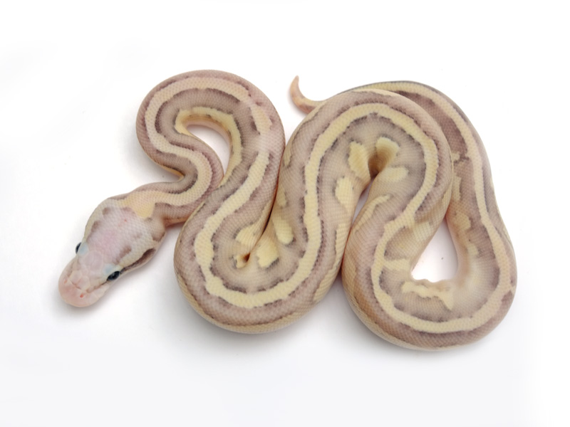 Vanilla Fire Lesser Pastel