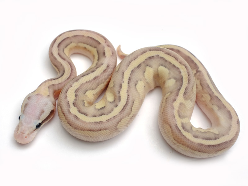 Vanilla Fire Lesser Pastel