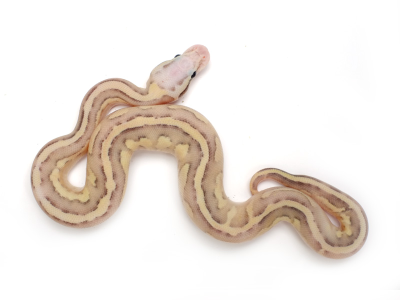 Vanilla Fire Lesser Pastel