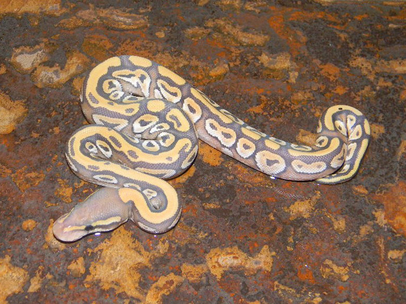 Vanilla Mojave Hypo