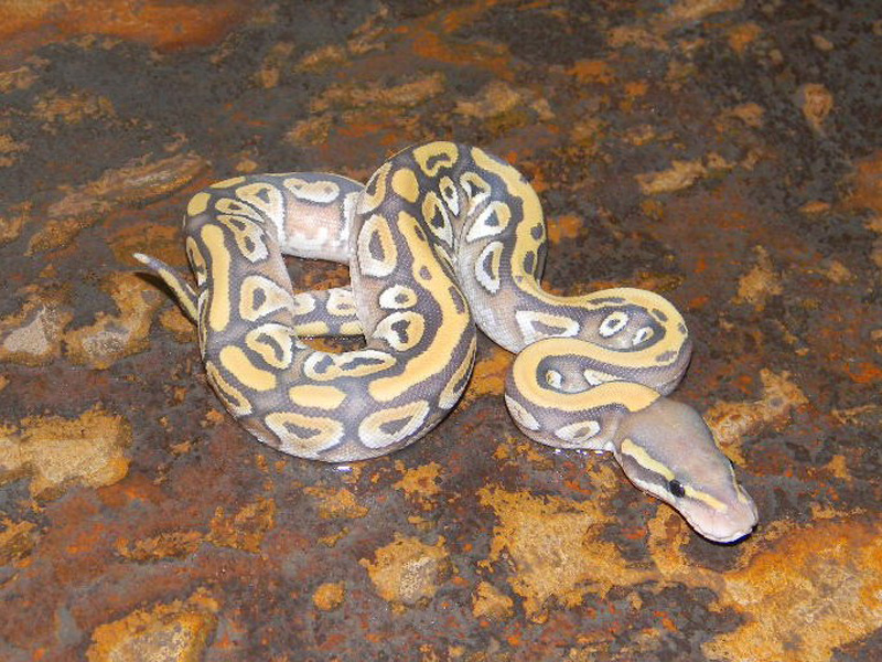 Vanilla Mojave Hypo