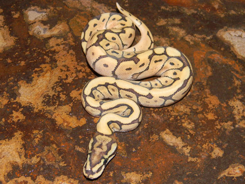 Vanilla Mojave Spider