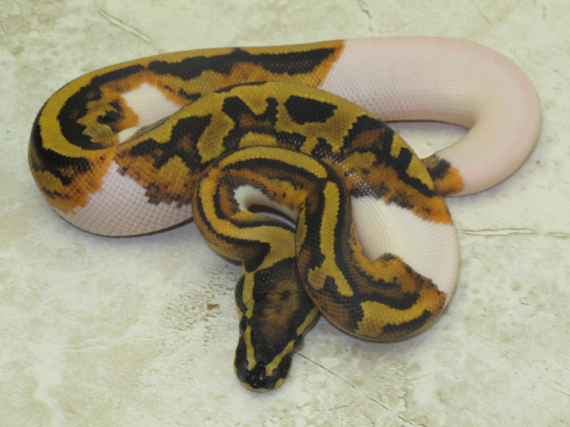 Vanilla Pied