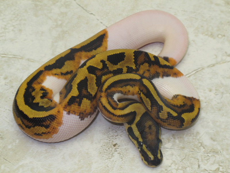 Vanilla Pied