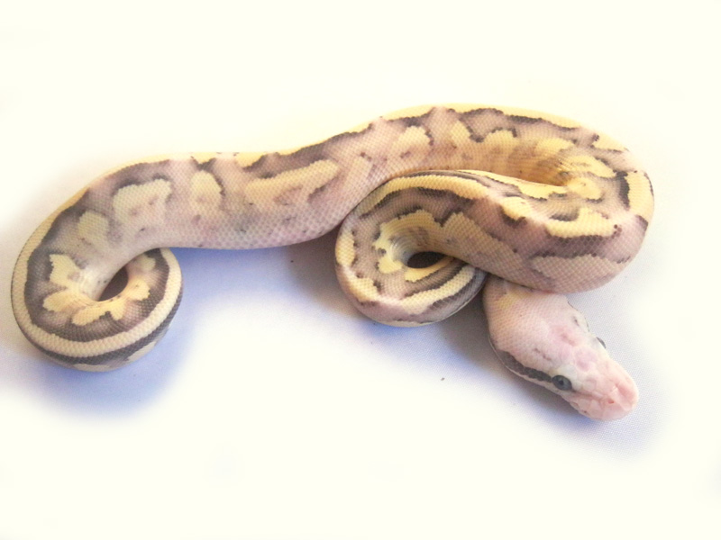 Vanilla Scream Mojave