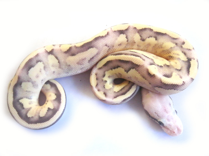 Vanilla Scream Mojave