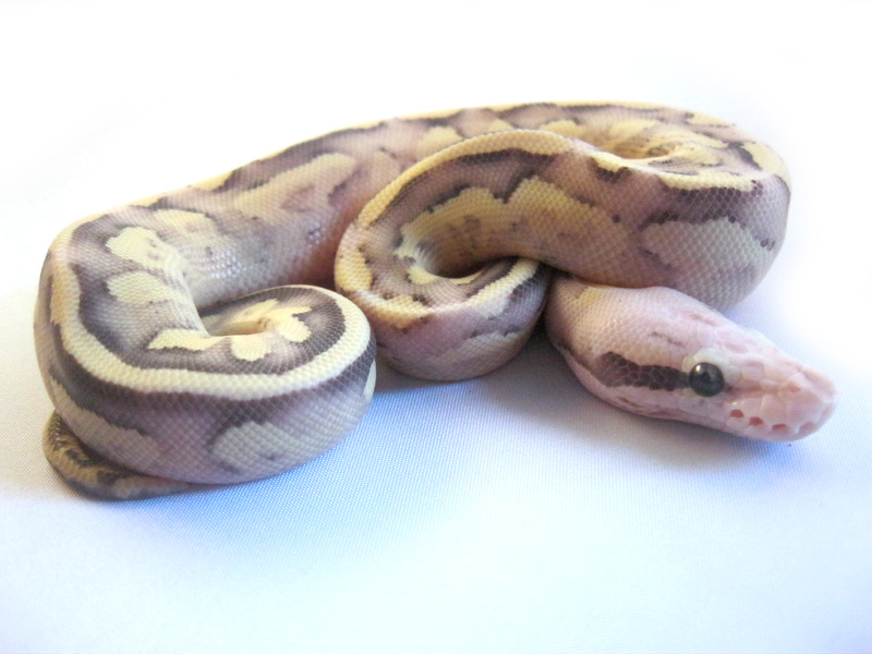 Vanilla Scream Mojave