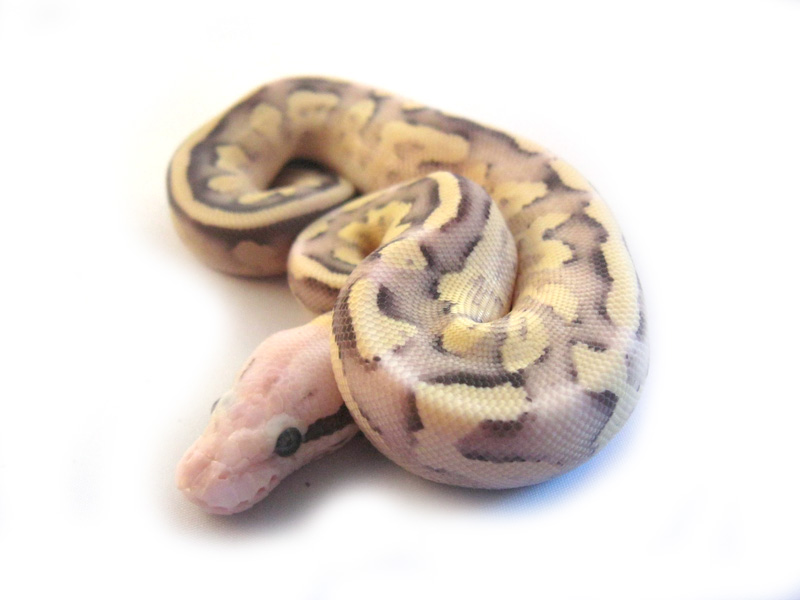 Vanilla Scream Mojave