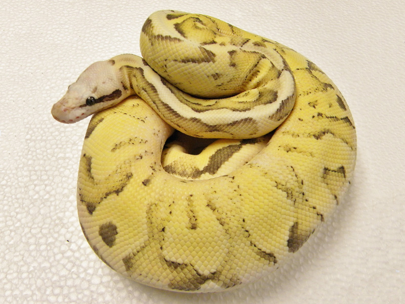 Vanilla Scream Yellow Belly