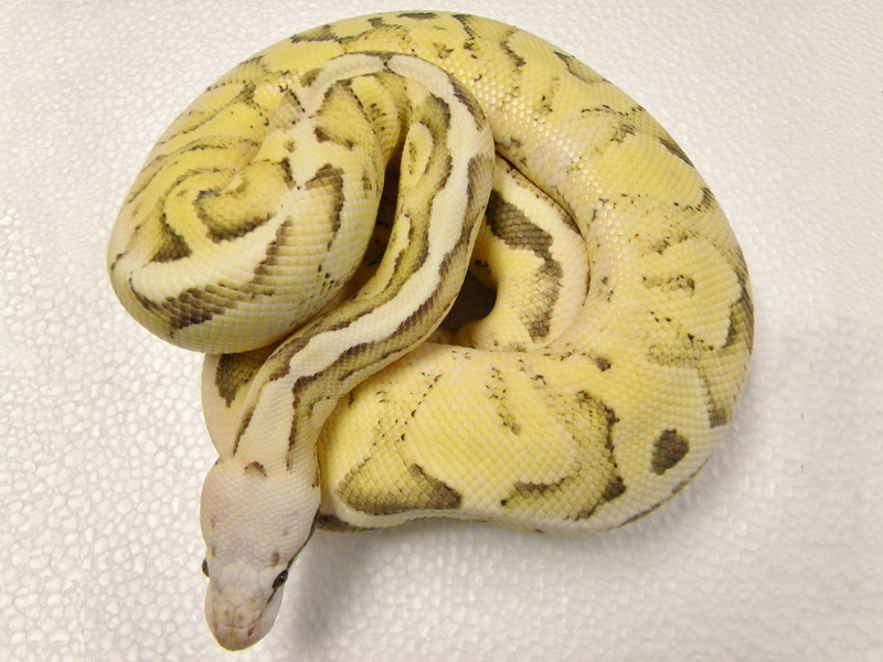 Vanilla Scream Yellow Belly