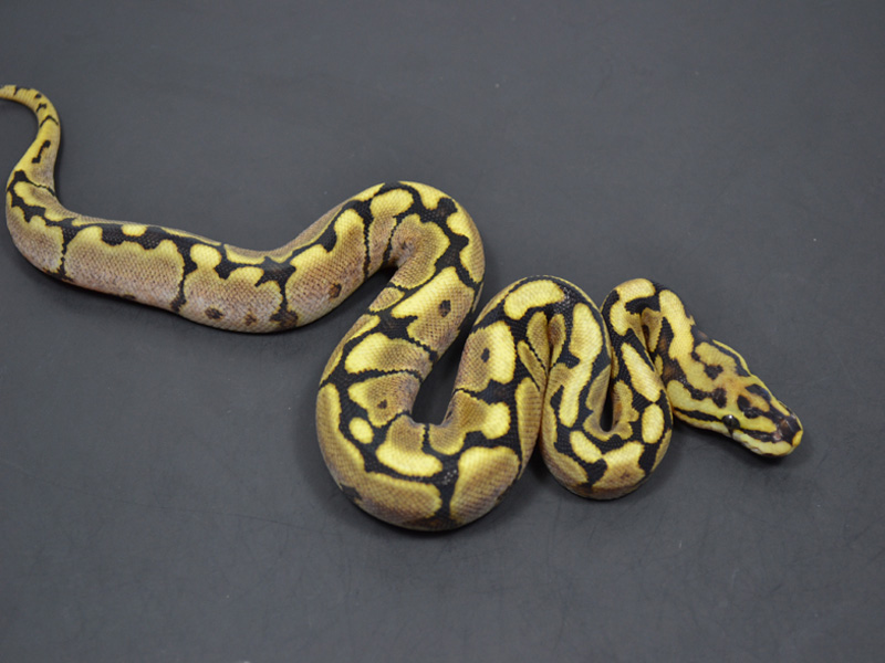 Vanilla Spider Yellow Belly