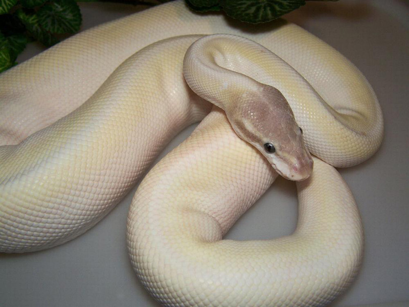 Vanilla Super Mojave