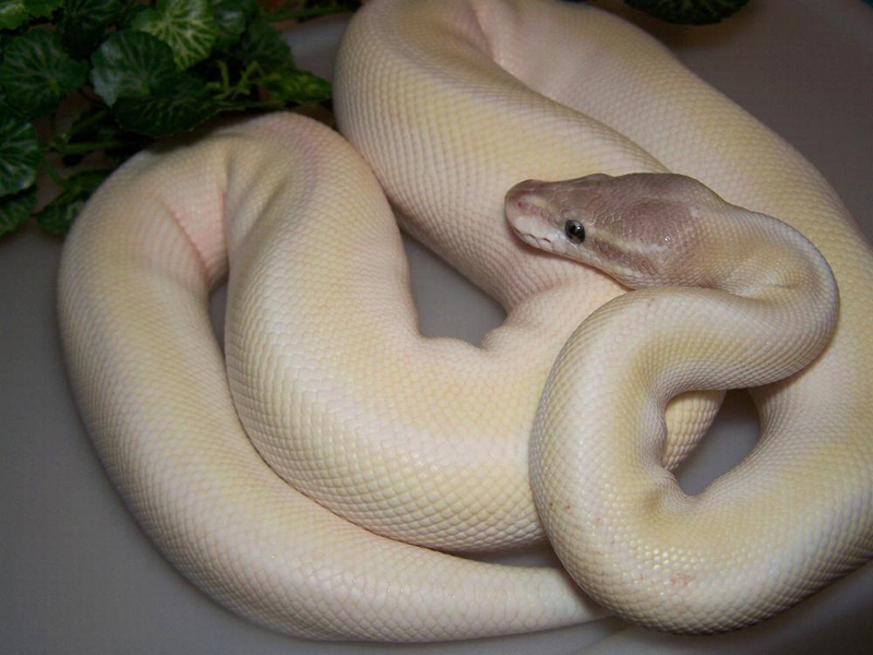 Vanilla Super Mojave