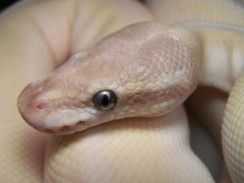 Vanilla Super Mojave