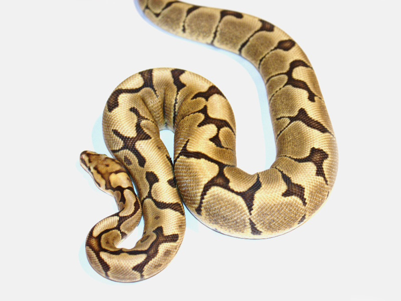 Vanilla Woma