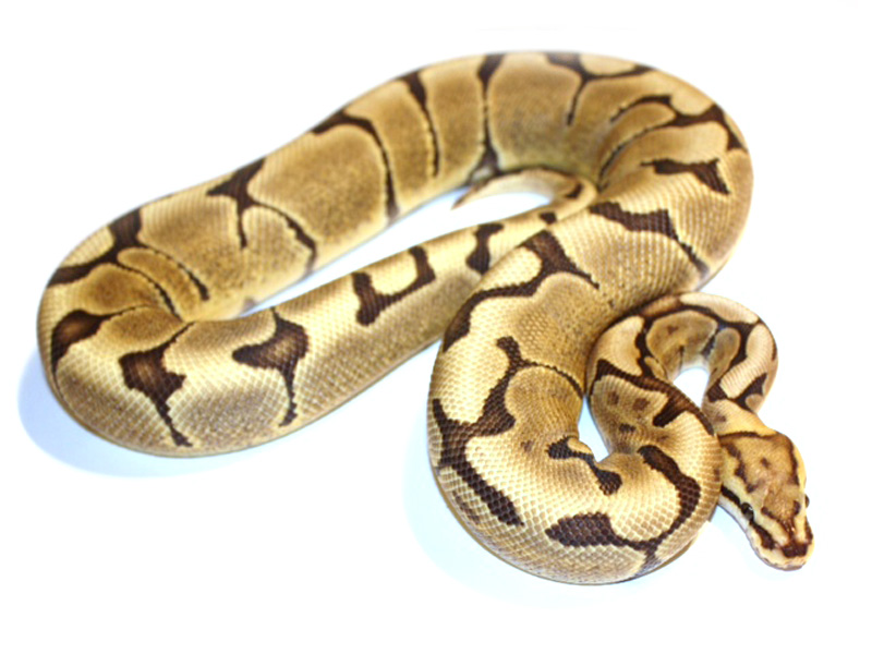 Vanilla Woma