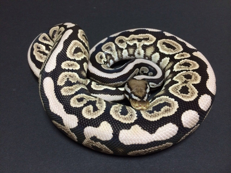 ！パピコ！ Morph List - World of Ball Pythons