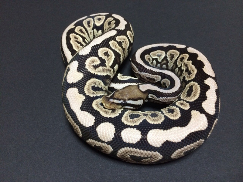 VPI Axanthic Black Pastel Spotnose