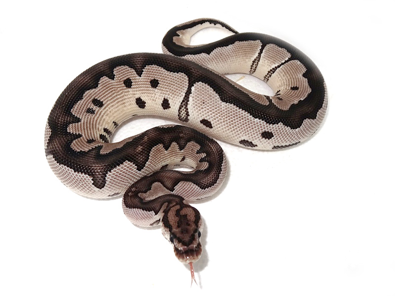 VPI Axanthic Clown