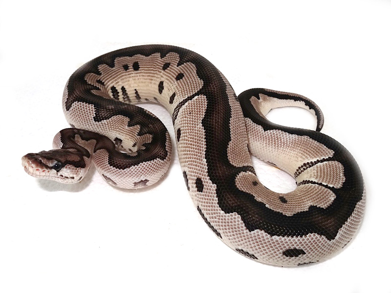 VPI Axanthic Clown