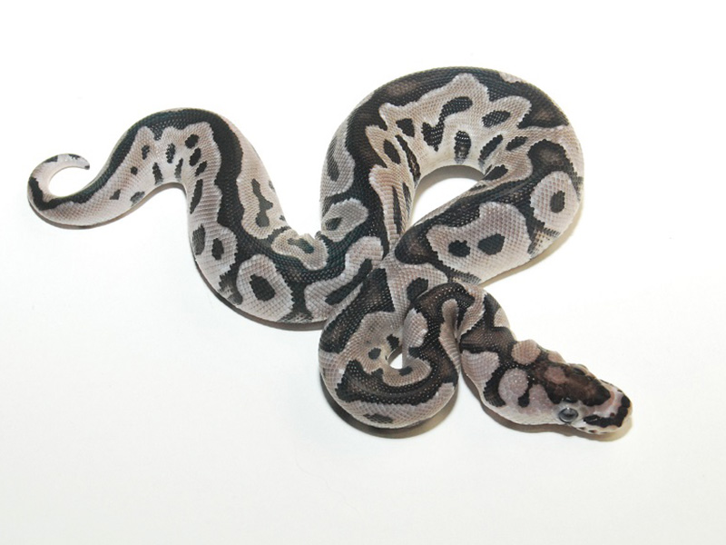 VPI Axanthic Clown