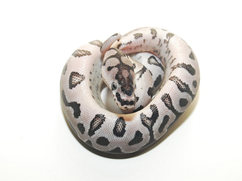 VPI Axanthic Clown