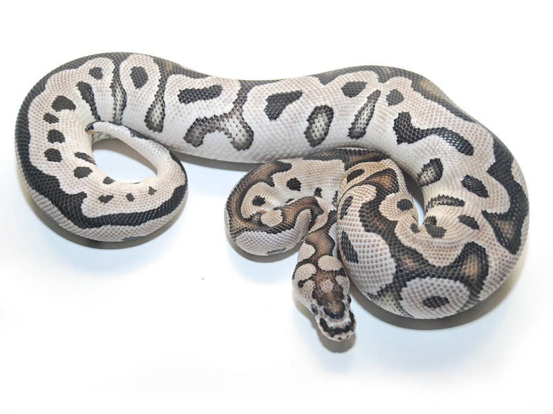 VPI Axanthic Clown