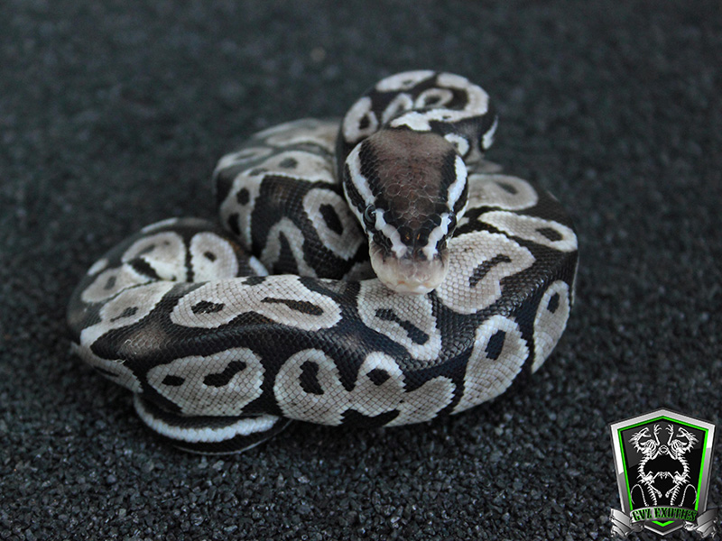 VPI Axanthic Pastel