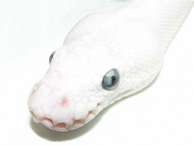 Russo Leucistic