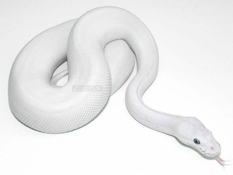 Russo Leucistic