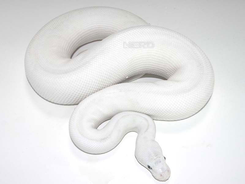 Russo Leucistic