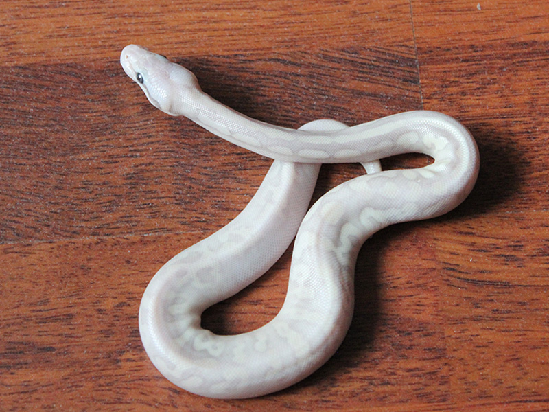 White Nahual Ball Python