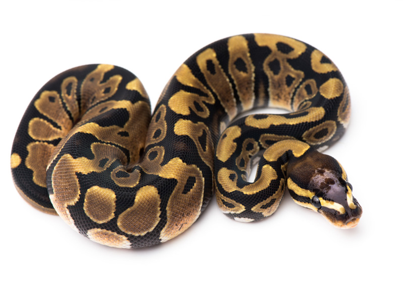 WHS line Scaleless Head