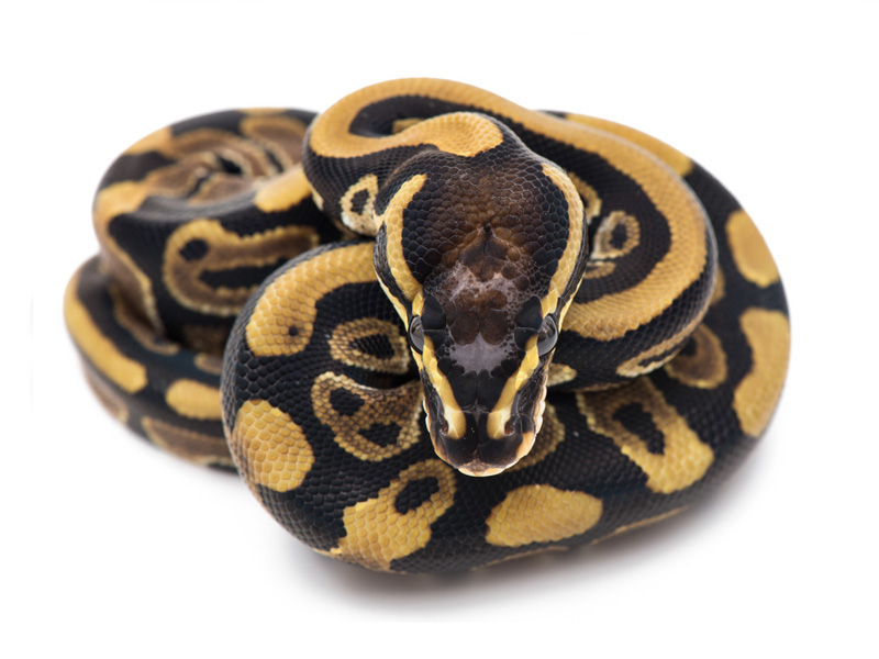 WHS line Scaleless Head