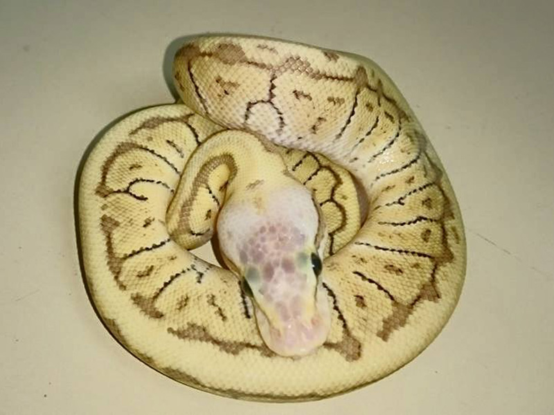 Woma Jigsaw Blast Yellow Belly