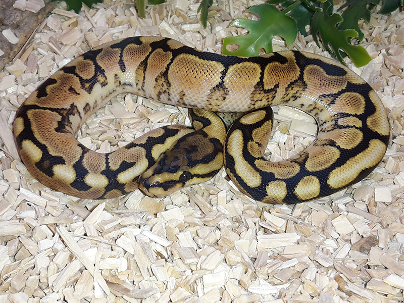 Woma Russo Het Leucistic Yellow Belly